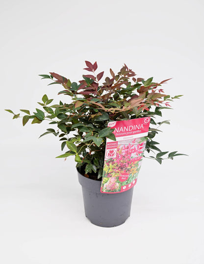 Nandina domestica, Nebeški bambus Compact Red