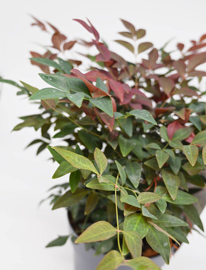Nandina domestica, Nebeški bambus Compact Red