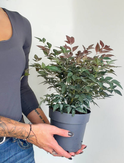 Nandina domestica, Nebeški bambus Compact Red