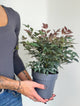 Nandina domestica, Nebeški bambus Compact Red