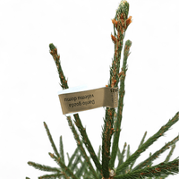 Naravna jelka slovenska