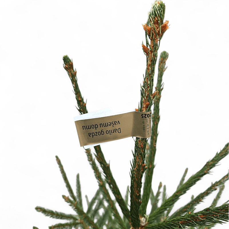 Naravna jelka slovenska