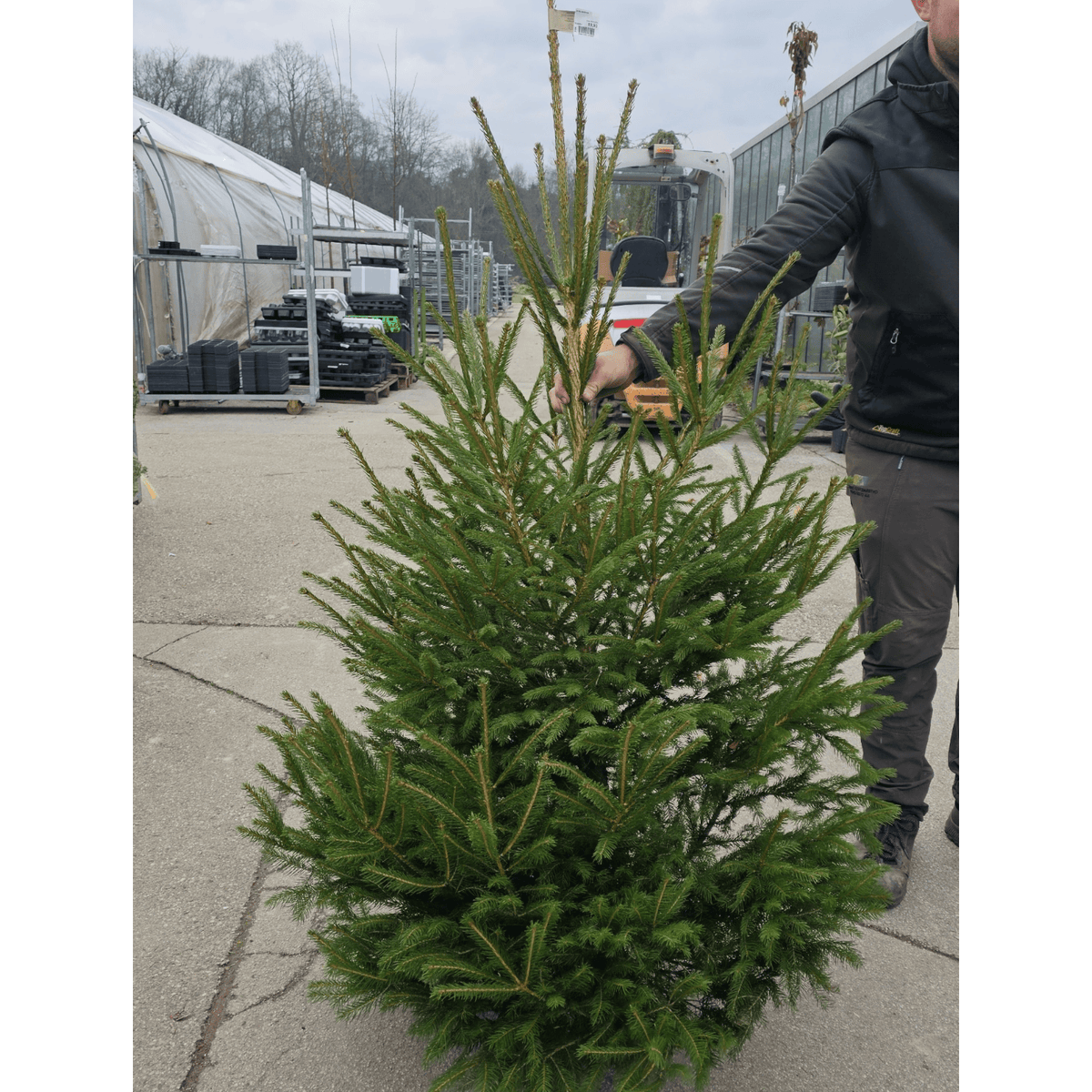 Naravna jelka iz slovenskih gozdov