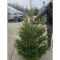 Naravna jelka iz slovenskih gozdov