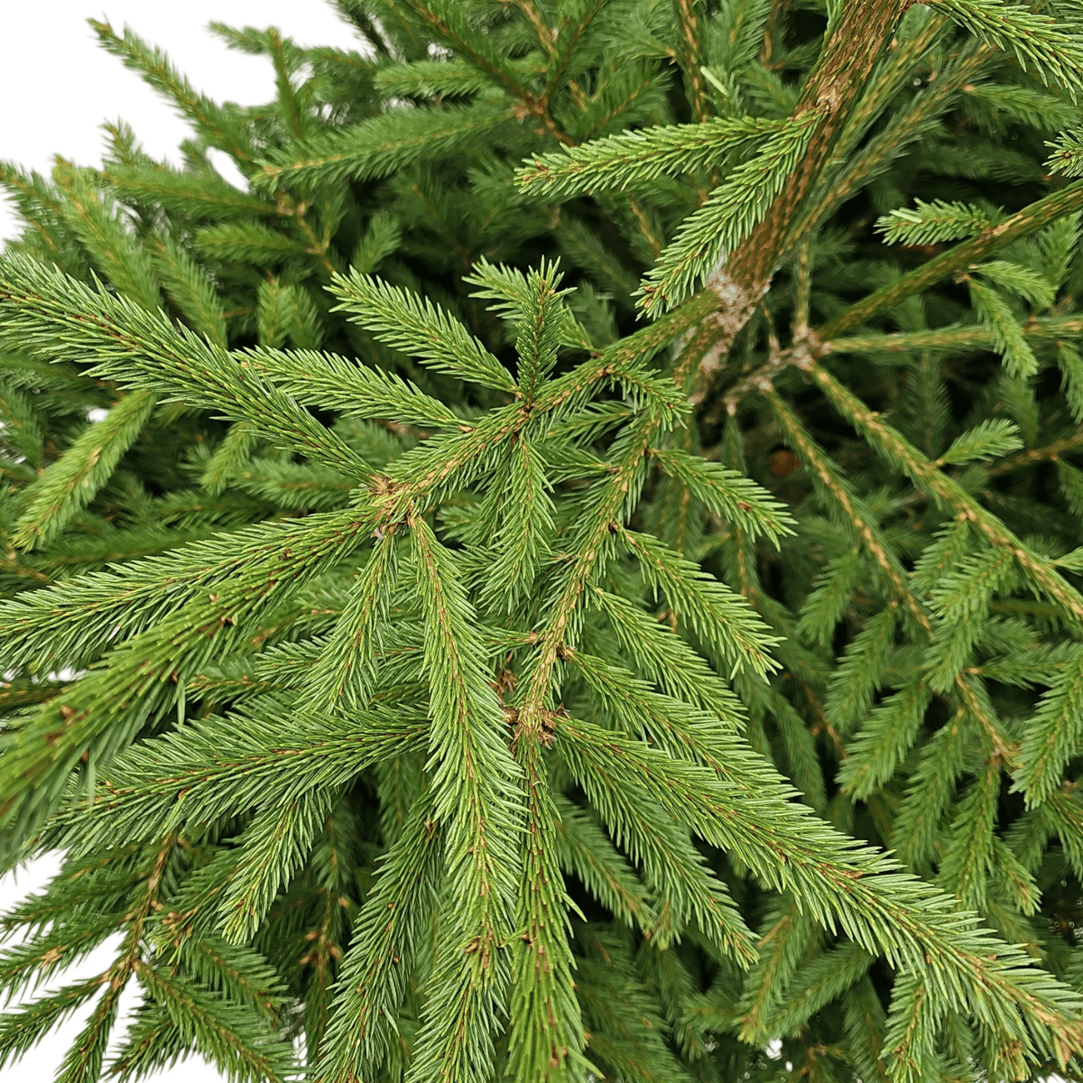 Naravna jelka slovenska