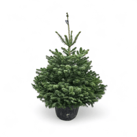 naravna nordijska jelka