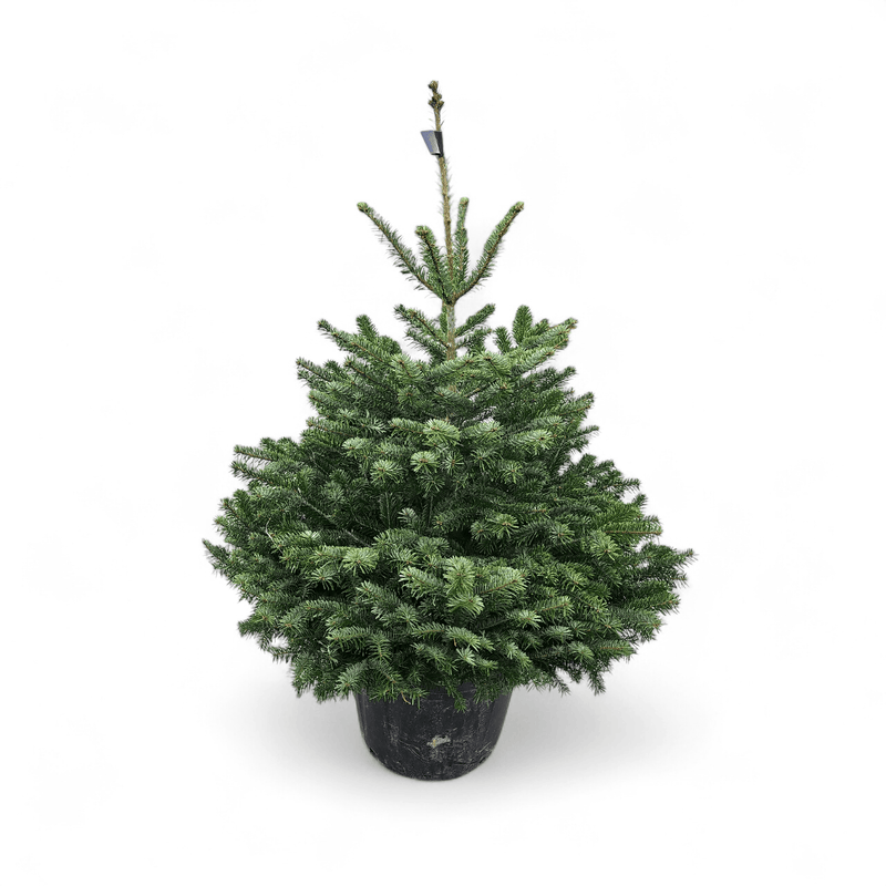 naravna nordijska jelka