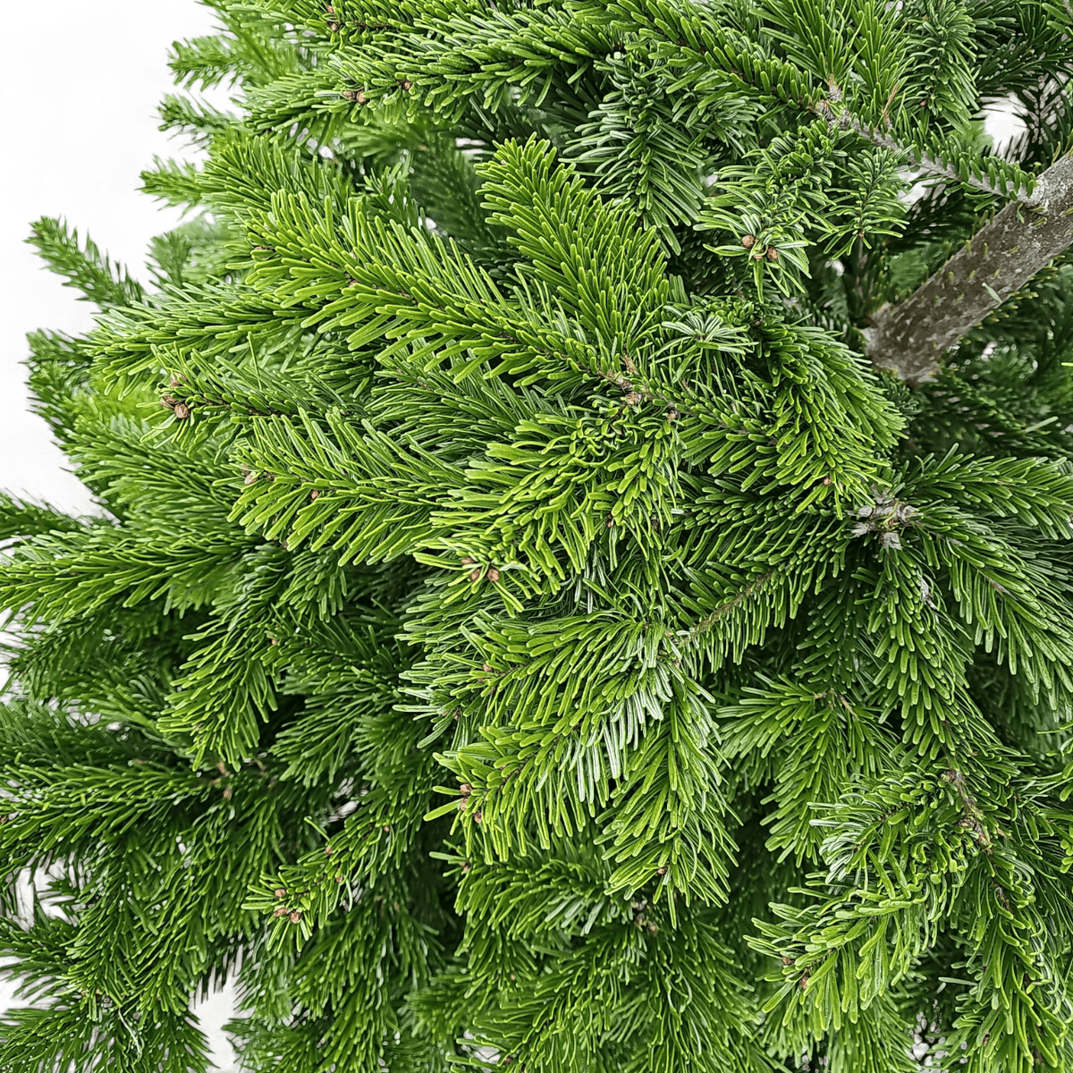 naravna nordijska jelka