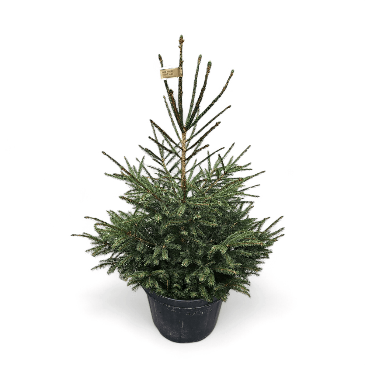 Naravna jelka slovenska