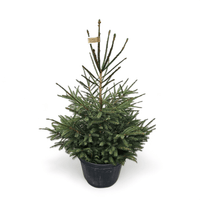 Naravna jelka slovenska