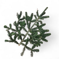 Sveža veja nordijske jelke – idealna za božične aranžmaje
