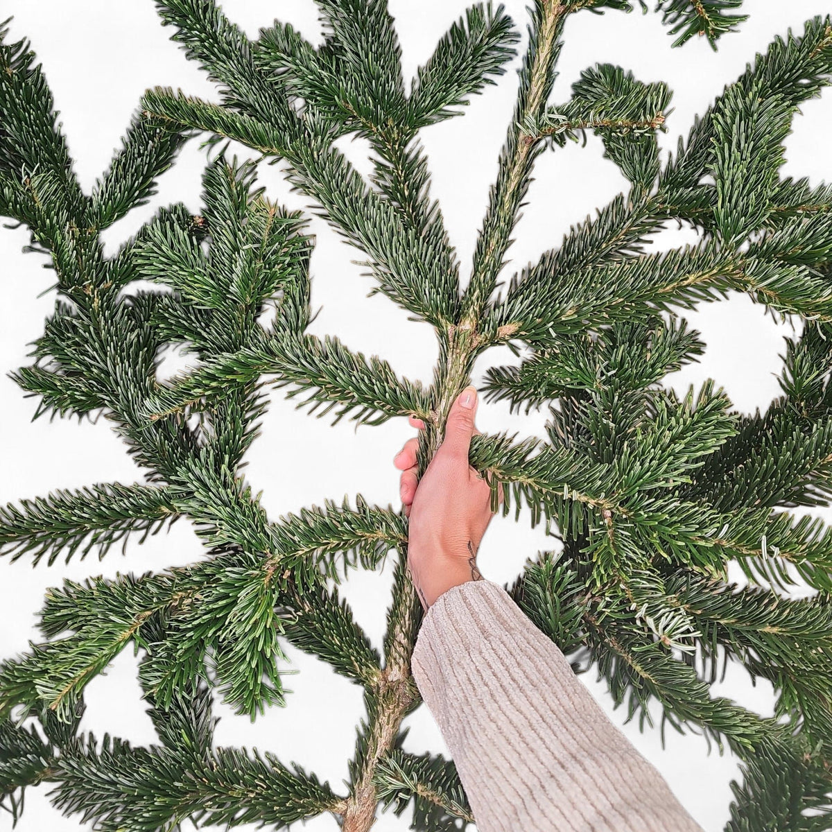 Sveža veja nordijske jelke – idealna za božične aranžmaje