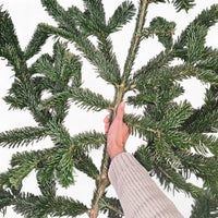 Sveža veja nordijske jelke – idealna za božične aranžmaje