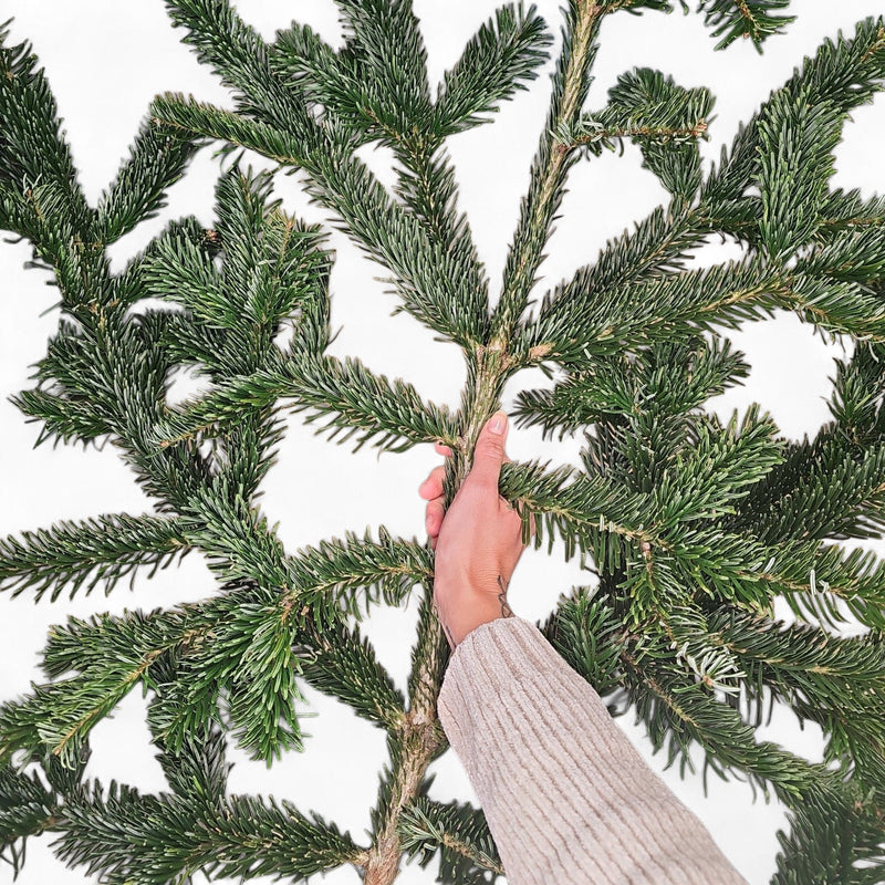 Sveža veja nordijske jelke – idealna za božične aranžmaje