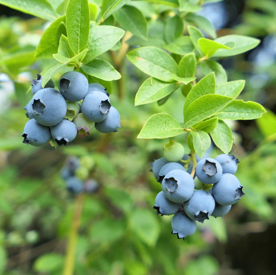 Vaccinium Corymbosum Bluecrop, Ameriška borovnica