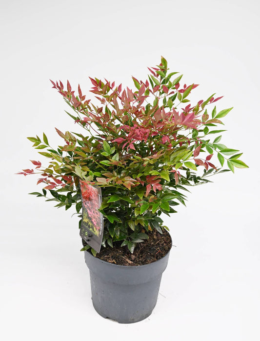 Nandina domestica, Nebeški bambus