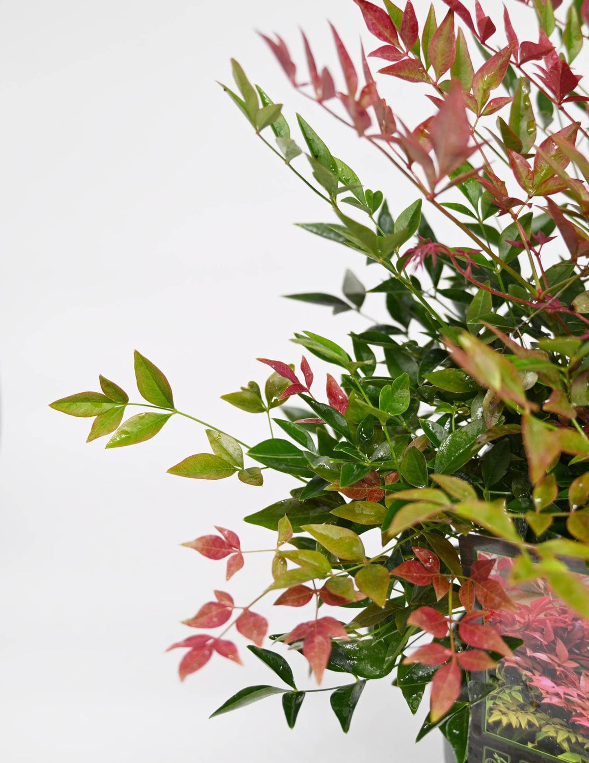 Nandina domestica, Nebeški bambus