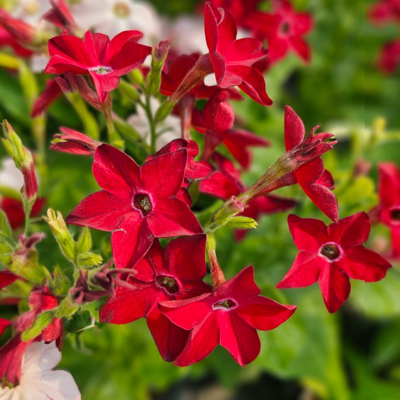 Nicotiana alata, okrasni tobak