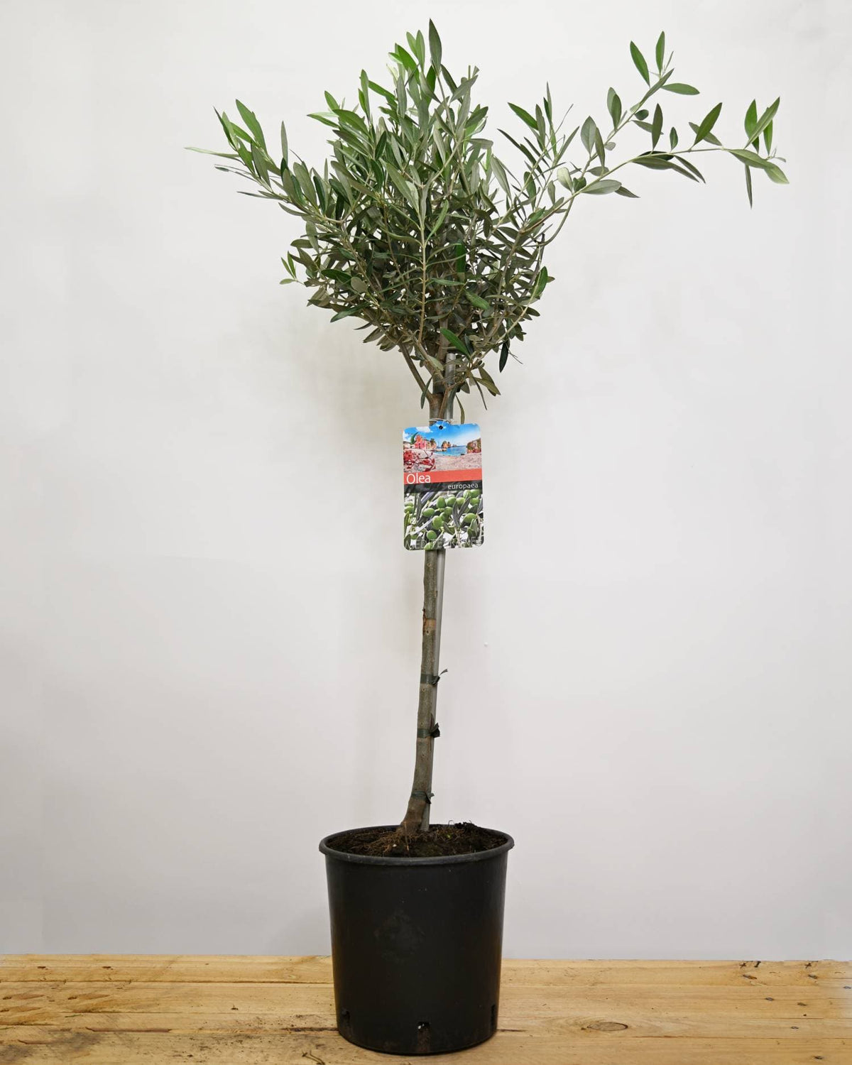 Olea europaea, oljka