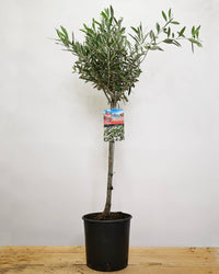 Olea europaea, oljka
