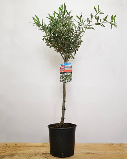 Olea europaea, oljka
