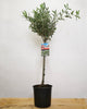 Olea europaea, oljka