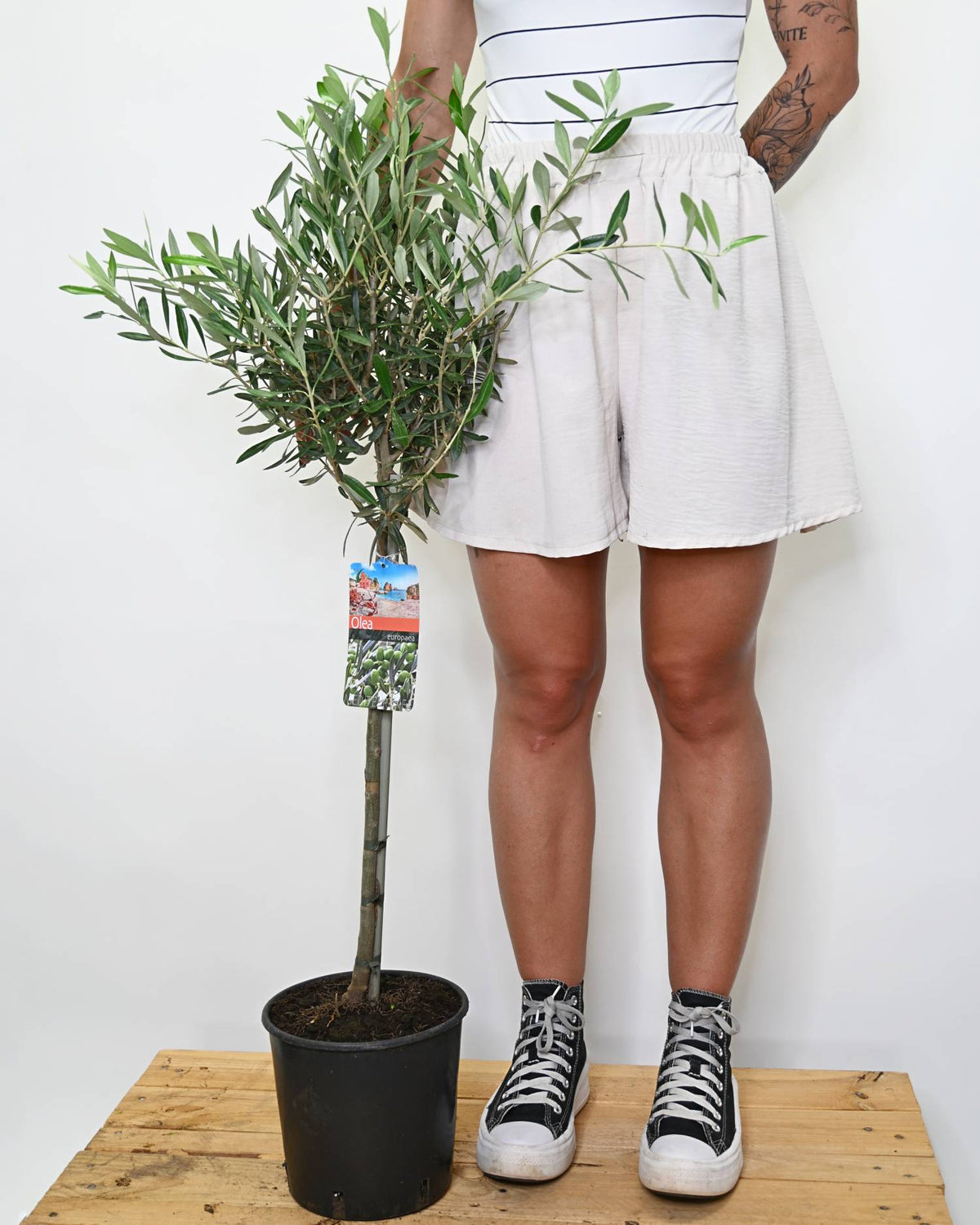 Olea europaea, oljka
