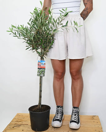 Olea europaea, oljka