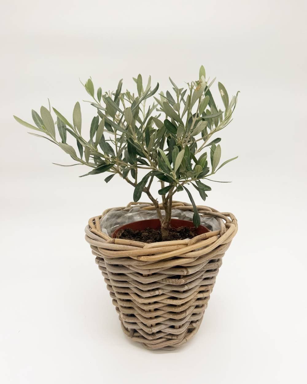 Olea europaea, oljka