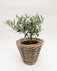Olea europaea, oljka