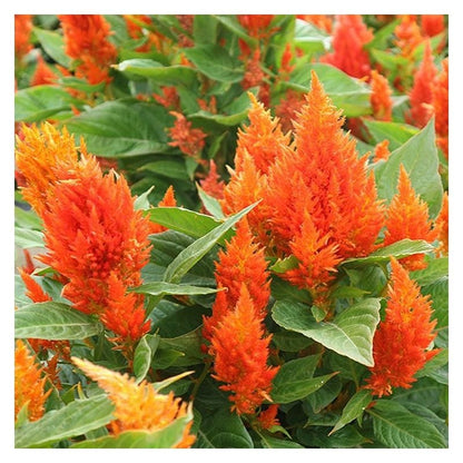 Celosia argentea, Petelinji greben