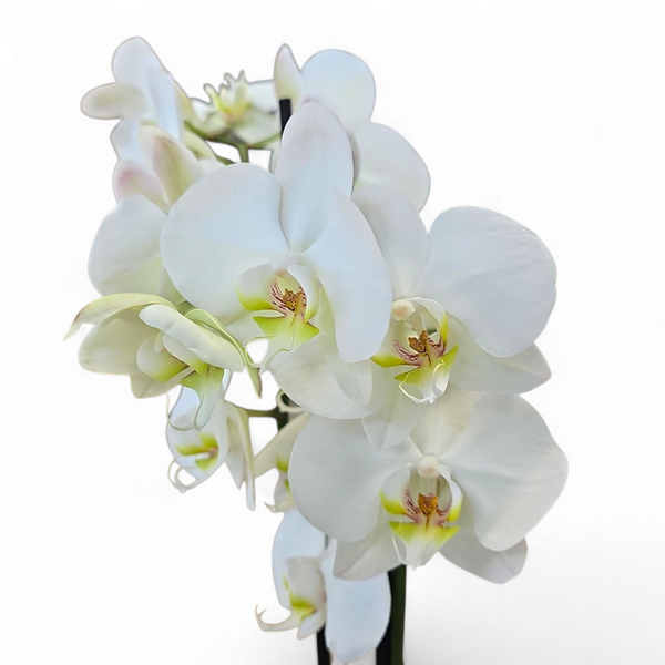Phalaenopsis, bela orhideja