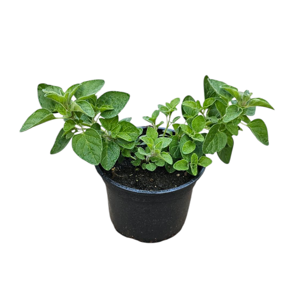 Origano