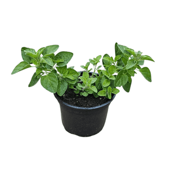 Origano