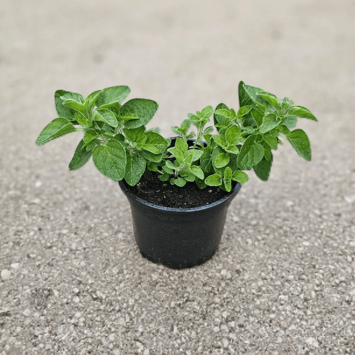 Origano
