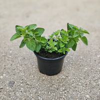 Origano