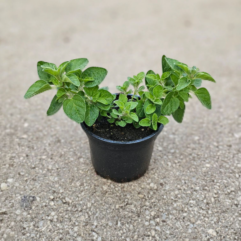 Origano