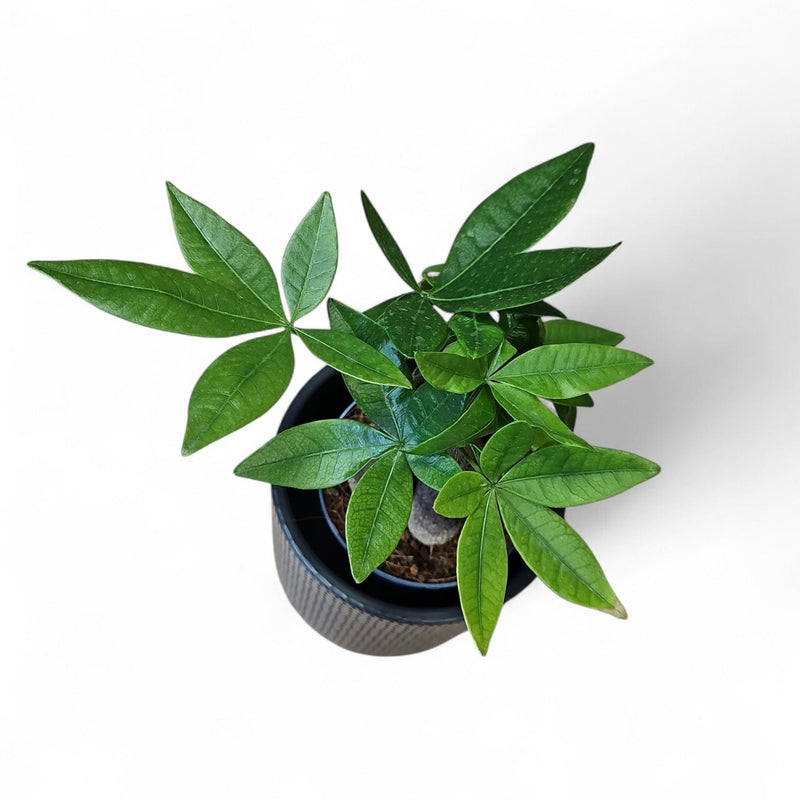 pahira, pachira lončnica, denarno drevo