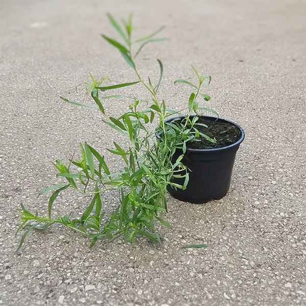 Artemisia dracunculus, dišavnica Pehtran