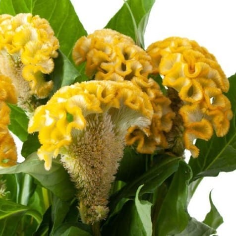 Celosia argentea, Petelinji greben