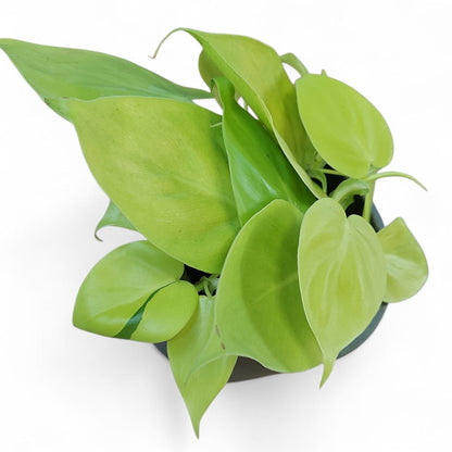 Philodendron "Neon", filodendron