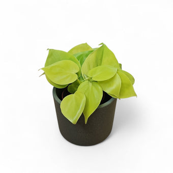 Philodendron "Neon", filodendron