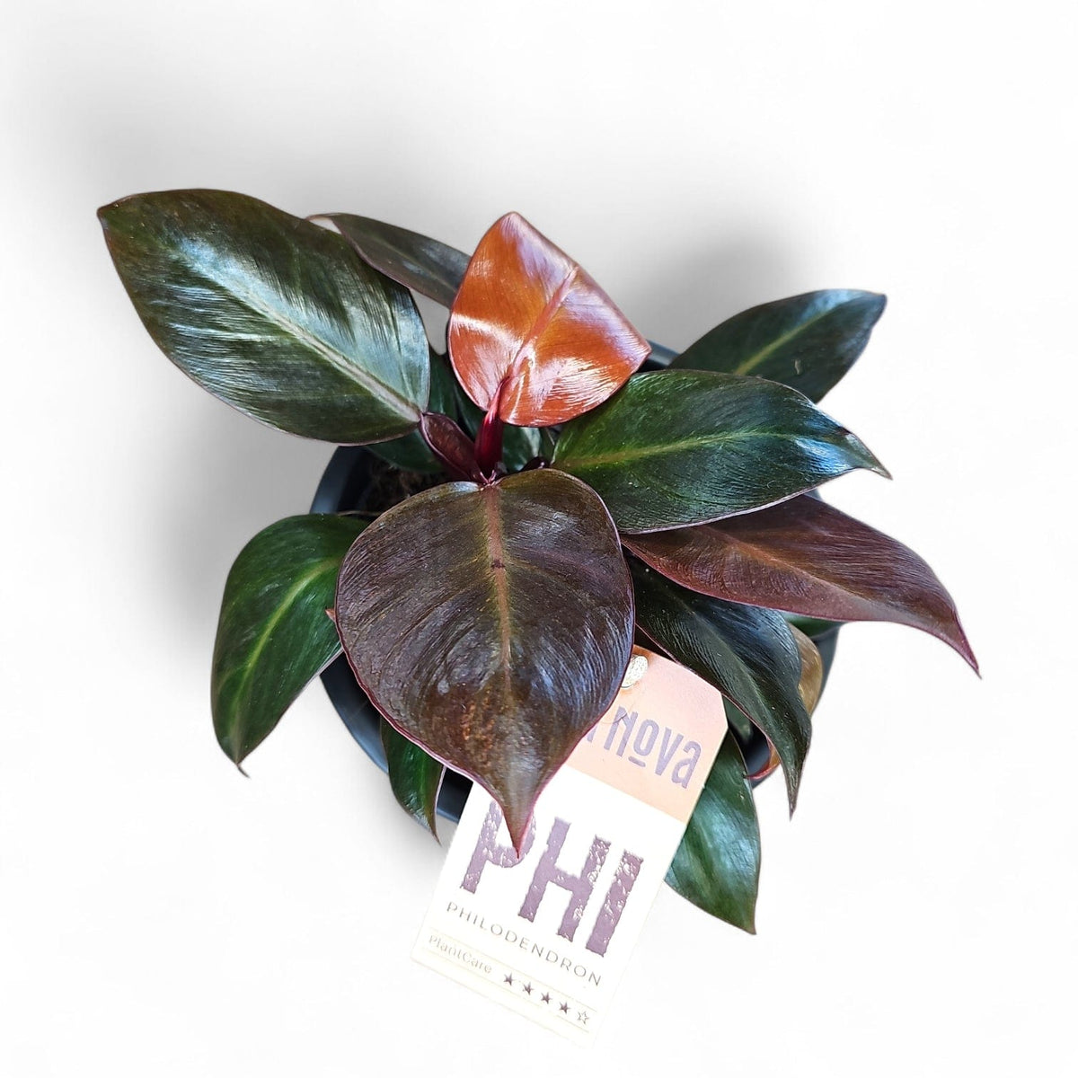 Philodendron "Red Cherry", filodendron