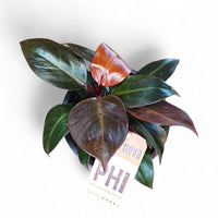 Philodendron "Red Cherry", filodendron