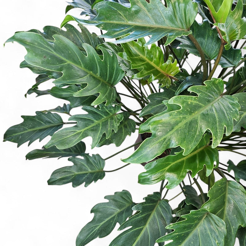 Philodendron ‘Xanadu’, filodendron