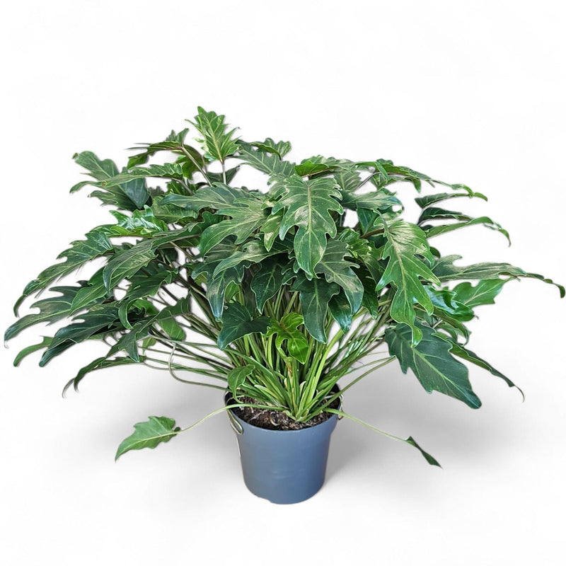Philodendron ‘Xanadu’, filodendron