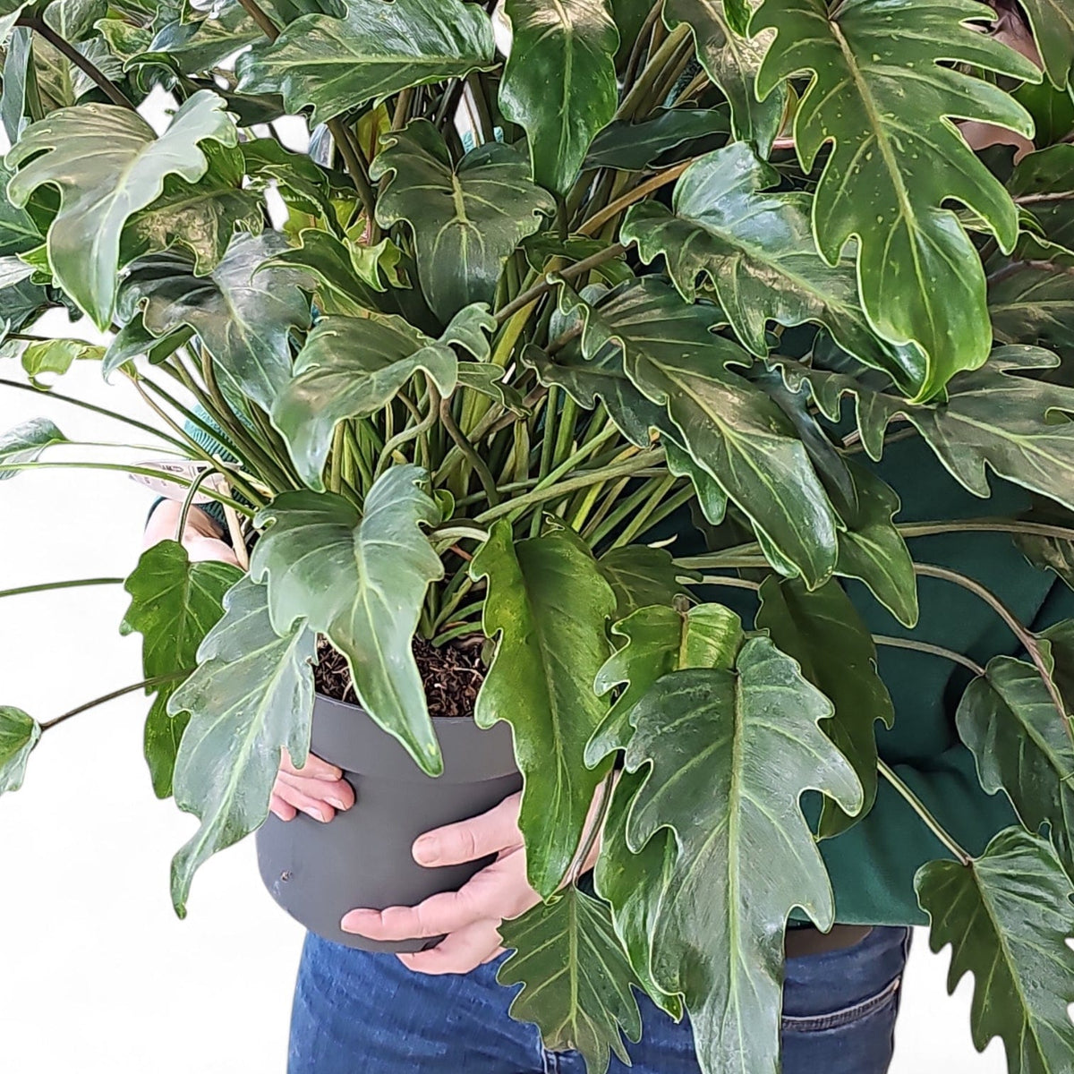 Philodendron ‘Xanadu’, filodendron