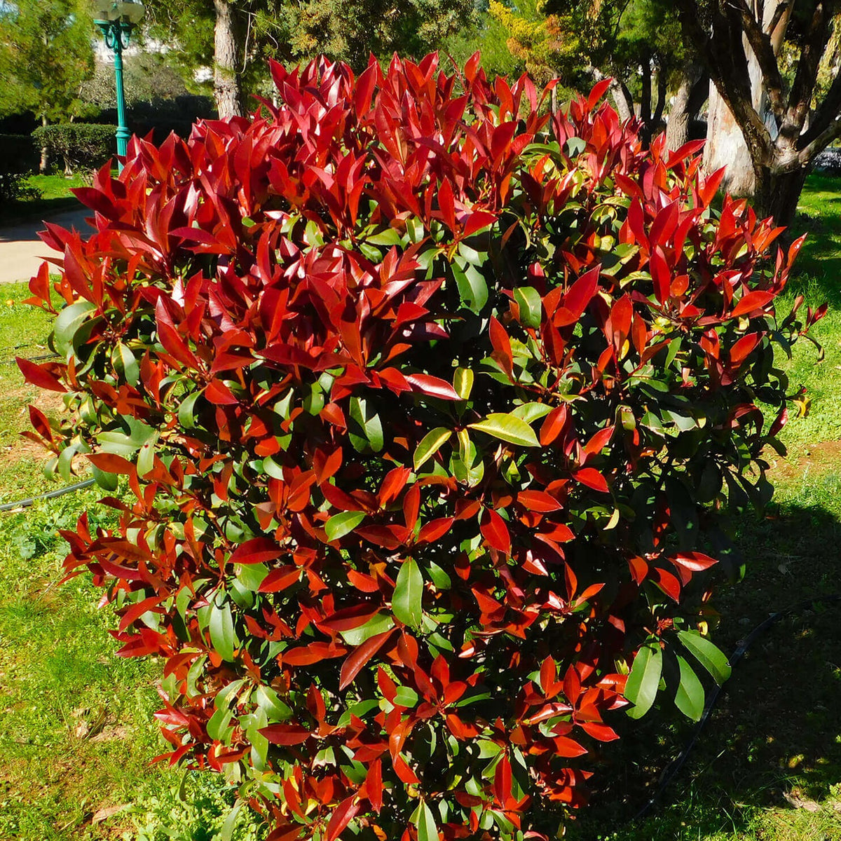 Photinia × fraseri 'Robusta Compacta'