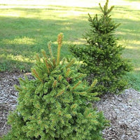 Picea abies 'Wills Zwerg'