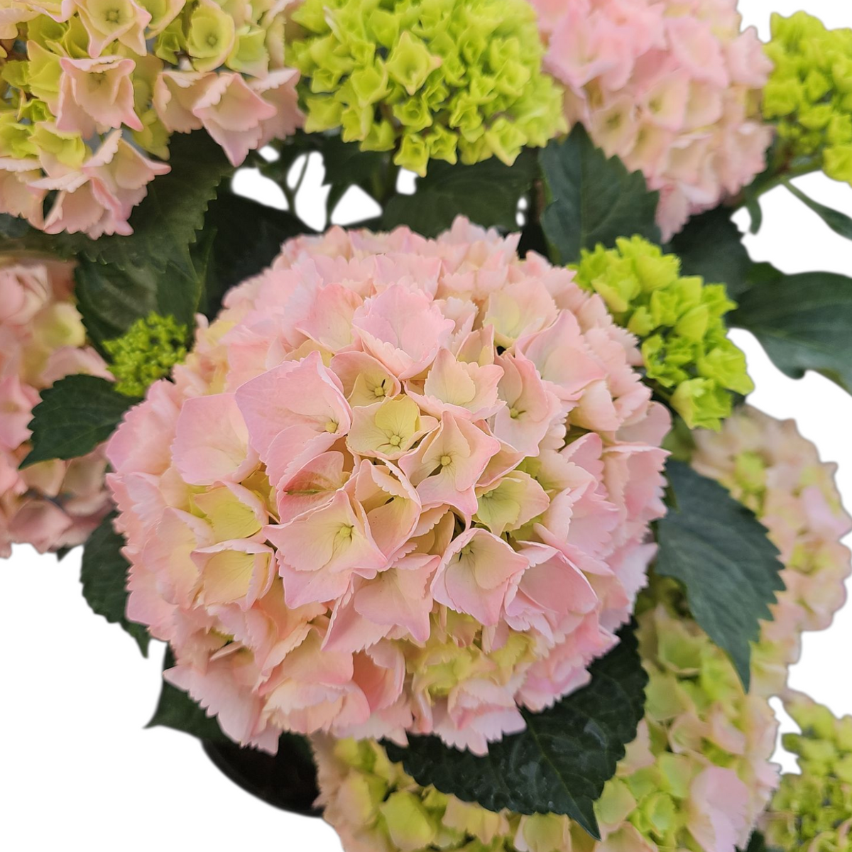 Hydrangea macrophylla, hortenzija Več barvnih kombinacij